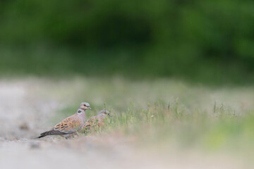 Two European turtle doves in the semi open habitat (Streptopelia turtur)