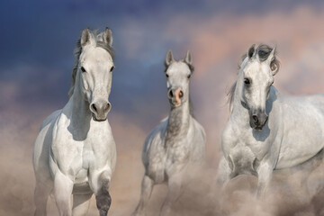 White horses free run close up