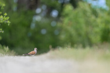 In the wooded area, the European turtle dove,(Streptopelia turtur)