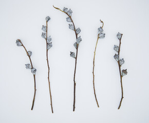Eucalyptus dried flowers on white background