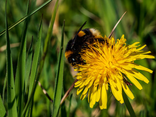 Eine Hummel voll mit Blütenstaub auf einer Löwenzahnblüte