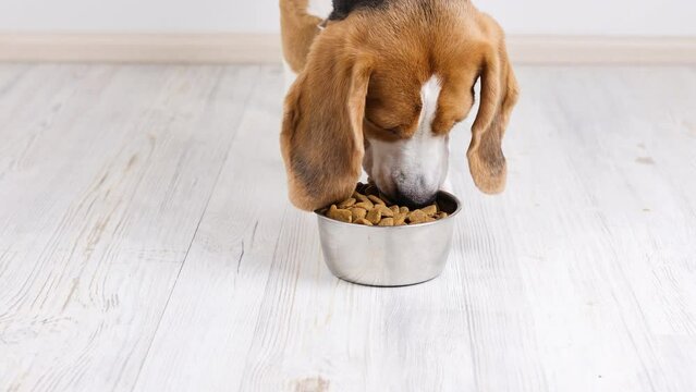 The beagle dog eats dry food from a bowl. 4k footage