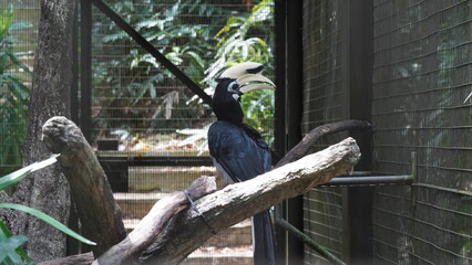 オリエンタル・パイド・ホーンビル（Oriental Pied Hornbill）は、エキゾチックで美しい外見を持つ鳥類の一種で、東南アジアや南アジアの森林地帯に生息していますOriental Pied Hornbill|Anthracoceros albirostris|斑犀鳥