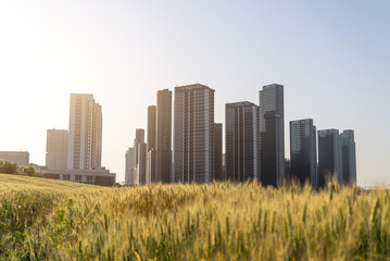 modern building  with wheat field