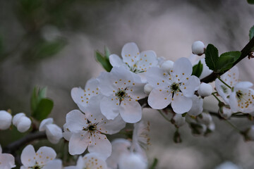 Blossoming branch of plum tree on a blurred background. Spring background