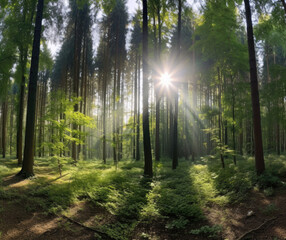 Obraz premium Serene Forest Panorama with Sunbeams Created with Generative AI and Other Techniques
