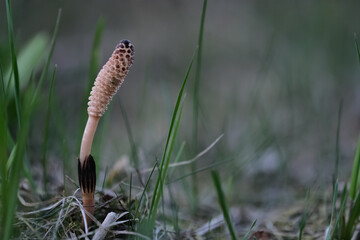 Horsetail (Equisetum arvense) in the grass