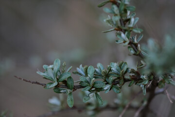  branch of a Hippophaë rhamnoides bush with green leaves on a blurred background