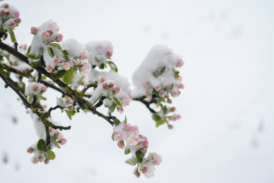 Snow covered apple tree blossoms on spring