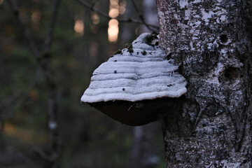 Trametes versicolor - Lingzhi mushroom on a birch