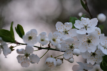 Blossoming branch of plum tree on a blurred background. Spring background