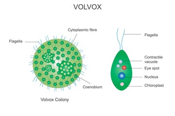 Volvox colony, volvox,Polyphyletic genus of chlorophyte green algae, volvocaceae family, habitat in freshwater,chlorophyta, botany illustration - obrazy, fototapety, plakaty