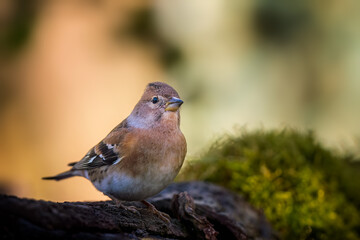 Common chaffinch - Fringilla coelebs