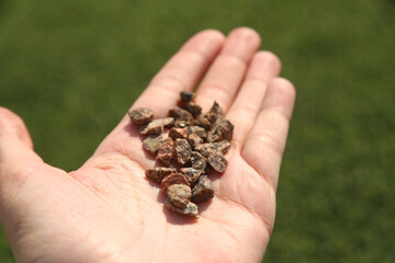 hands holding a handful