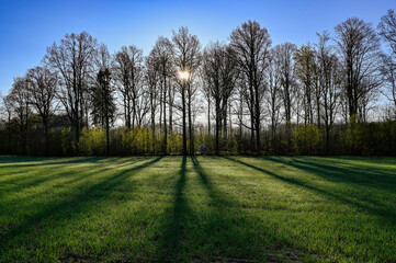 backlight through trees and shadows over green field