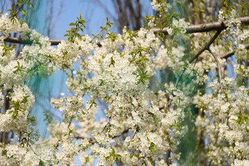 spring in the forest