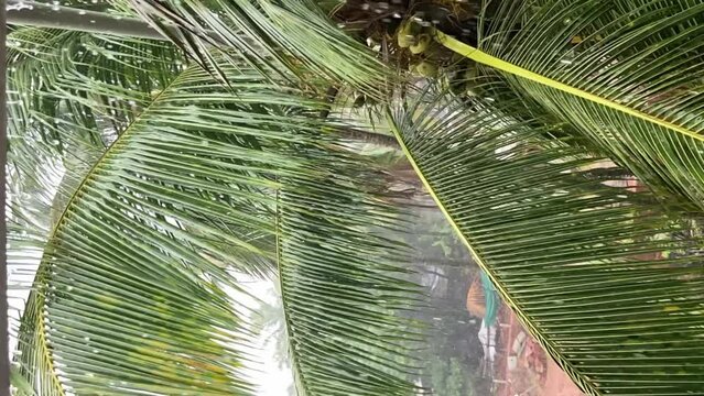Coconut palms sway in slow motion rain shower Generative AI