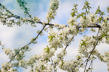 blossoming tree against sky