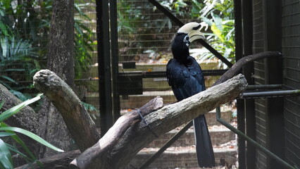 Oriental Pied Hornbill|Anthracoceros albirostris|斑犀鳥