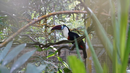 Fototapeta premium 紅嘴巨嘴鳥（Pteroglossus frantzii）は、鮮やかな色合いと特徴的なくちばしで知られる、中央アメリカに生息する鳥の一種です。Ramphastos tucanus|Red-billed Toucan|红嘴鵎鵼