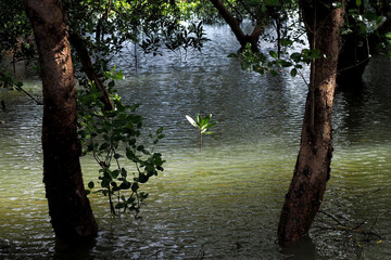 Mangrove trees in the Gulf of Thailand, at the coast of the Samut Prakan Province of Thailand.