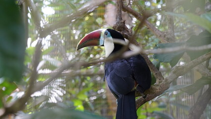 Ramphastos tucanus|Red-billed Toucan|红嘴鵎鵼