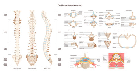 Human spine anatomy set. Vertebral column medical education poster.