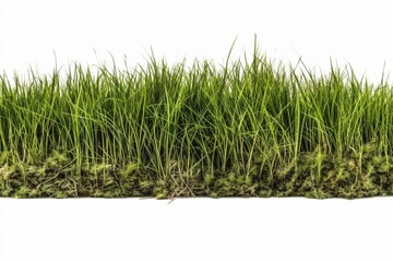 green grass field isolated on white background