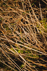 dry yellow thick grass in the field, close-up. background or texture of natural phenomenon. autumn harvest for livestock