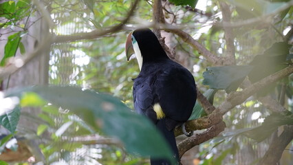 Ramphastos tucanus|Red-billed Toucan|红嘴鵎鵼