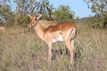 Fototapeta premium Schwarzfersenantilope / Impala / Aepyceros melampus