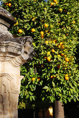 Orange trees at the streets of Cordoba, Spain	