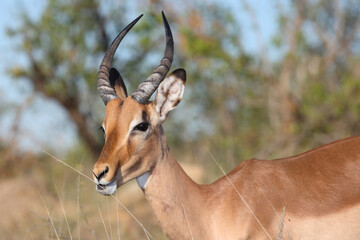 Schwarzfersenantilope / Impala / Aepyceros melampus