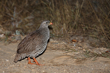 Natalfrankolin / Natal francolin / Francolinus natalensis.