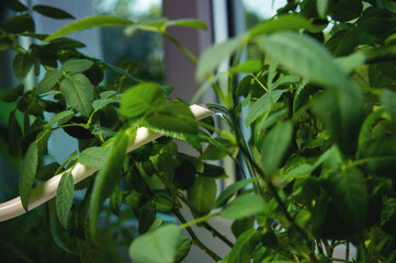 Obraz premium Watering a young green plant from a watering can at home, close-up. Home gardening and flower care, hobby
