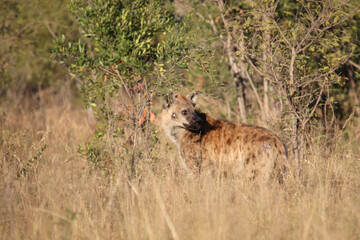 Tüpfelhyäne / Spotted hyaena / Crocuta crocuta