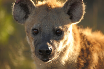 Tüpfelhyäne / Spotted hyaena / Crocuta crocuta