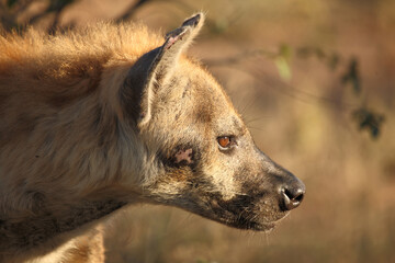 Tüpfelhyäne / Spotted hyaena / Crocuta crocuta