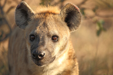 T&uuml;pfelhy&auml;ne / Spotted hyaena / Crocuta crocuta