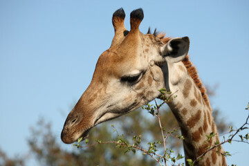 Giraffe / Giraffe / Giraffa camelopardalis