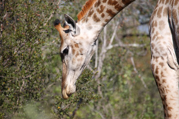 Giraffe / Giraffe / Giraffa camelopardalis