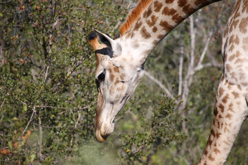 Giraffe / Giraffe / Giraffa camelopardalis