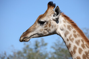 Giraffe / Giraffe / Giraffa camelopardalis