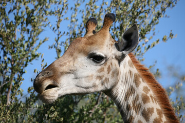 Giraffe / Giraffe / Giraffa camelopardalis