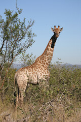 Giraffe / Giraffe / Giraffa camelopardalis