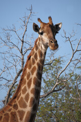 Giraffe / Giraffe / Giraffa camelopardalis