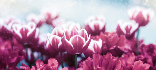 Purple tulips banner or header, floral concept, floral decoration