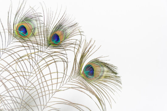 Feathers from a peacock, isolated on a white backdrop. text area