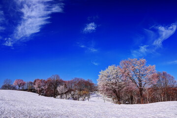 福山峠の雪上桜