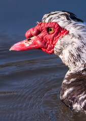 Naklejka premium duck in the water